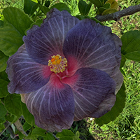 Taiwan Lovelilt Mistlavender - Cutting